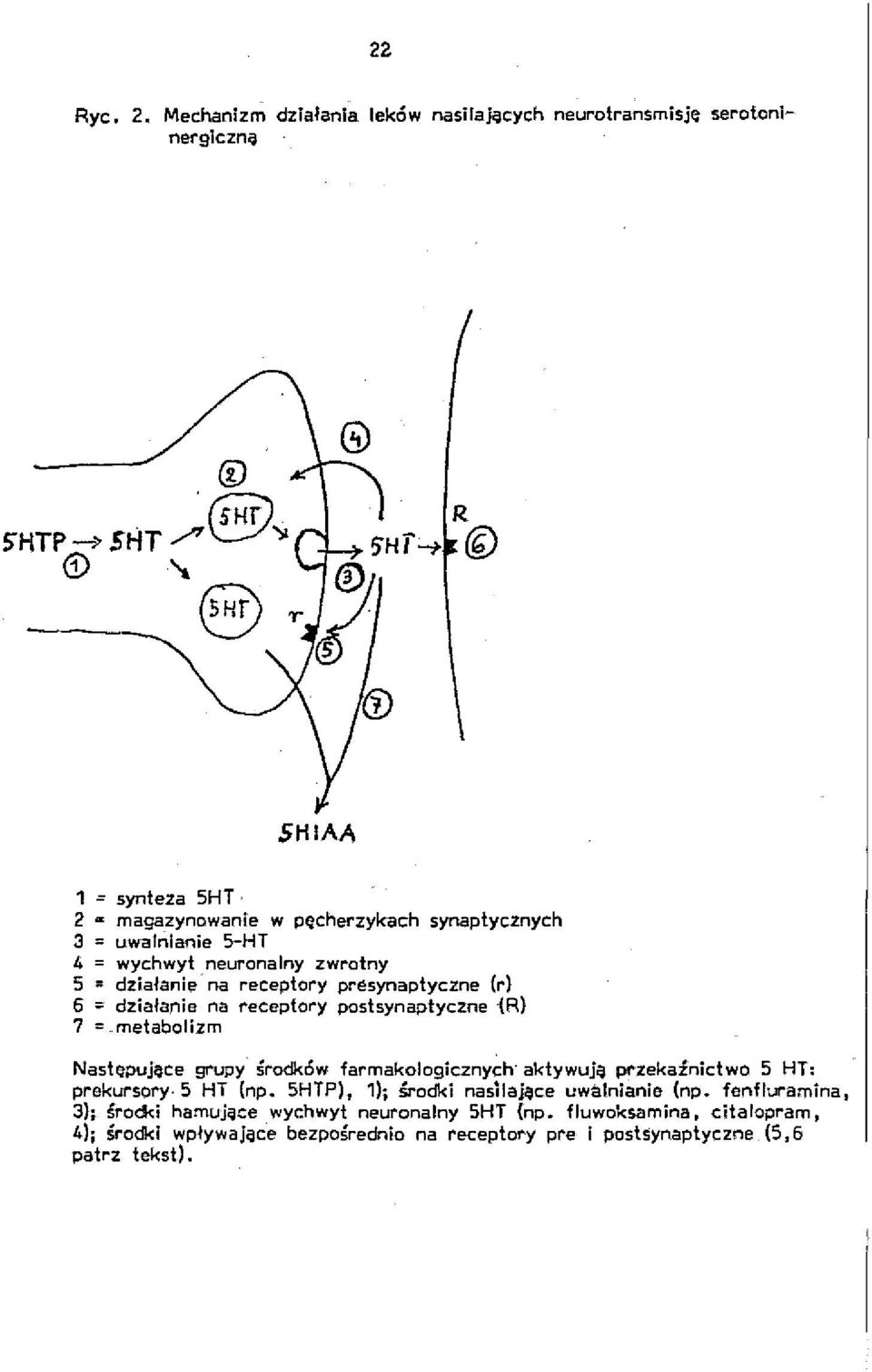 uwalnianie S-HT 4 wychwyt neurana/ny zwrotny 5 działanie' na receptory presynaptyczne (1") 6 działanie na receptory posłsynaptyczne (R) 7 metabolizm