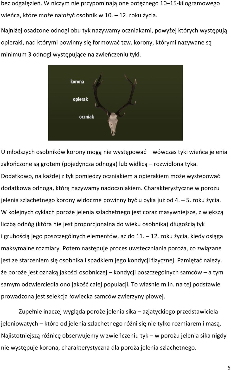 korony, którymi nazywane są minimum 3 odnogi występujące na zwieńczeniu tyki.