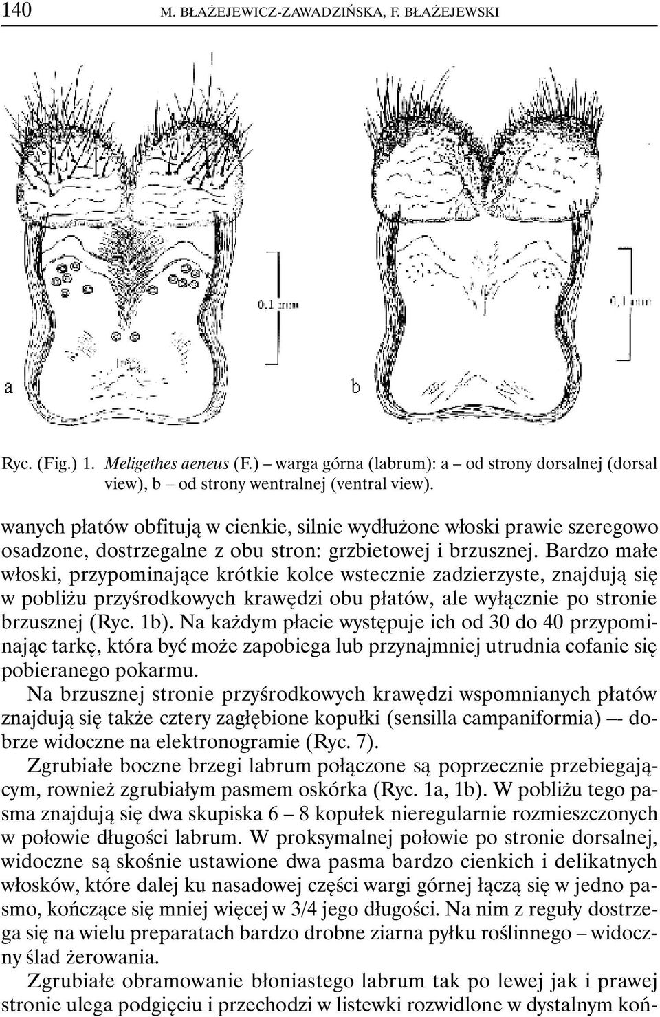 Bardzo małe włoski, przypominające krótkie kolce wstecznie zadzierzyste, znajdują się w pobliżu przyśrodkowych krawędzi obu płatów, ale wyłącznie po stronie brzusznej (Ryc. 1b).
