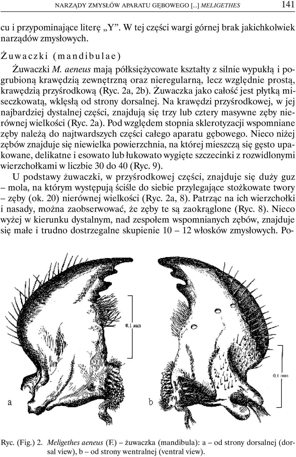 Żuwaczka jako całość jest płytką miseczkowatą, wklęsłą od strony dorsalnej.