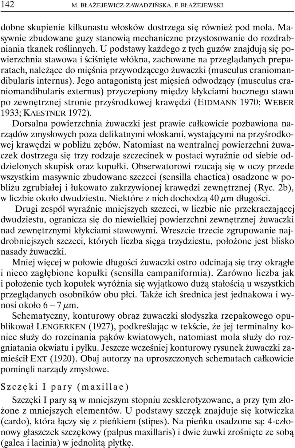 U podstawy każdego z tych guzów znajdują się powierzchnia stawowa i ściśnięte włókna, zachowane na przeglądanych preparatach, należące do mięśnia przywodzącego żuwaczki (musculus craniomandibularis