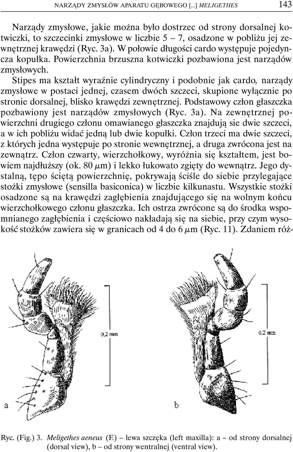 W połowie długości cardo występuje pojedyncza kopułka. Powierzchnia brzuszna kotwiczki pozbawiona jest narządów zmysłowych.