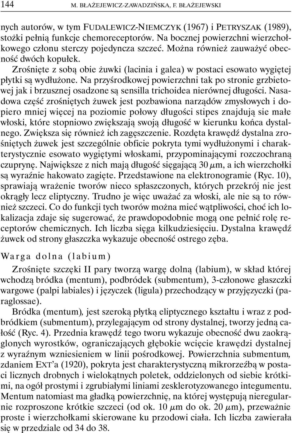 Zrośnięte z sobą obie żuwki (lacinia i galea) w postaci esowato wygiętej płytki są wydłużone.