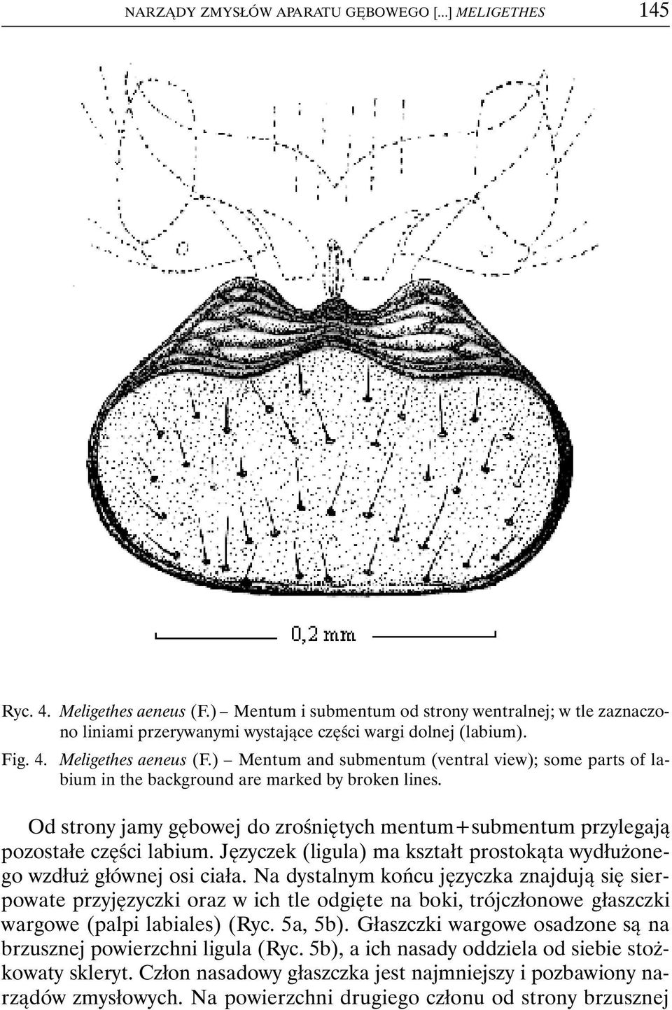 ) Mentum and submentum (ventral view); some parts of labium in the background are marked by broken lines. Od strony jamy gębowej do zrośniętych mentum+submentum przylegają pozostałe części labium.