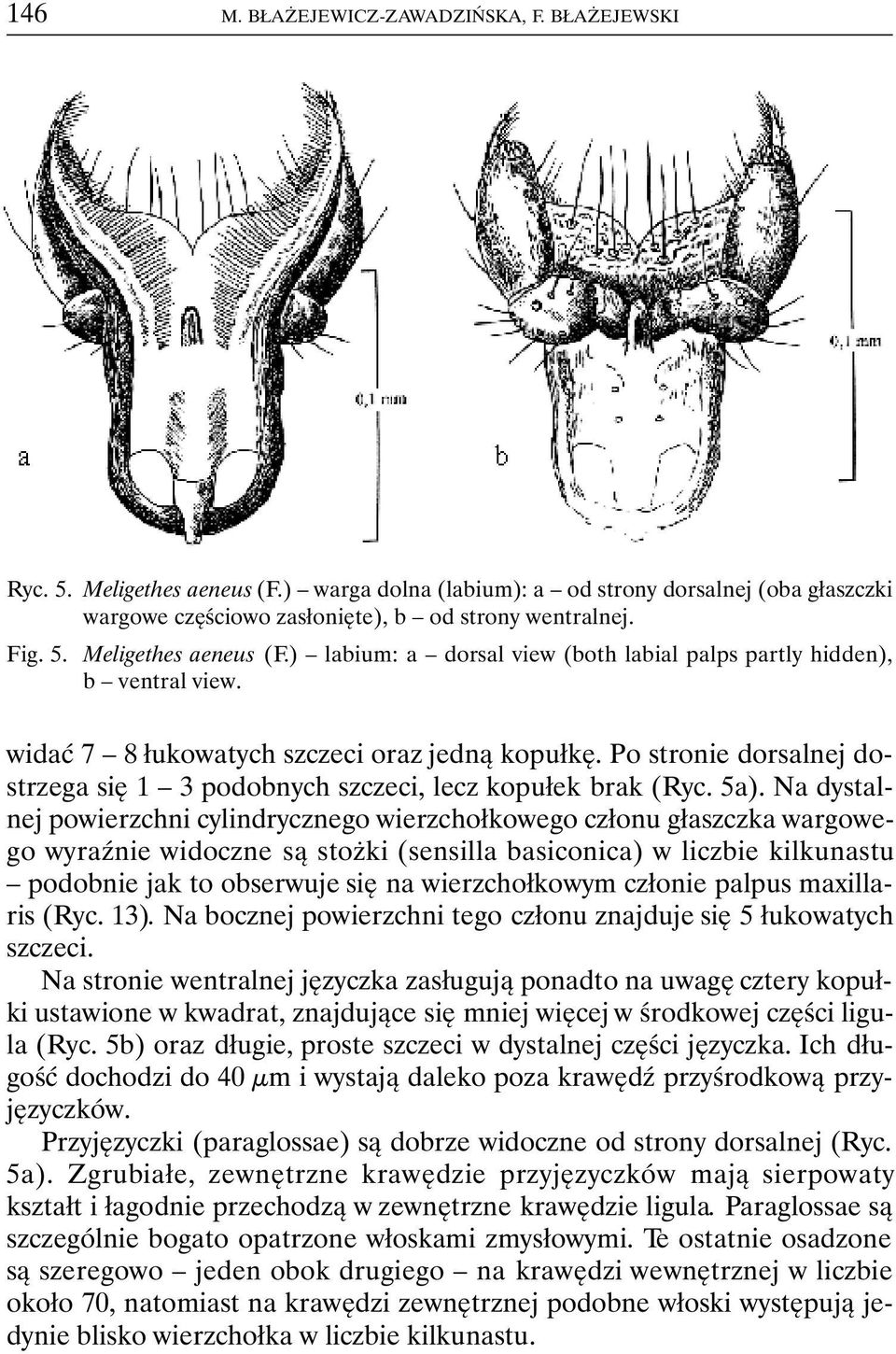 Na dystalnej powierzchni cylindrycznego wierzchołkowego członu głaszczka wargowego wyraźnie widoczne są stożki (sensilla basiconica) w liczbie kilkunastu podobnie jak to obserwuje się na