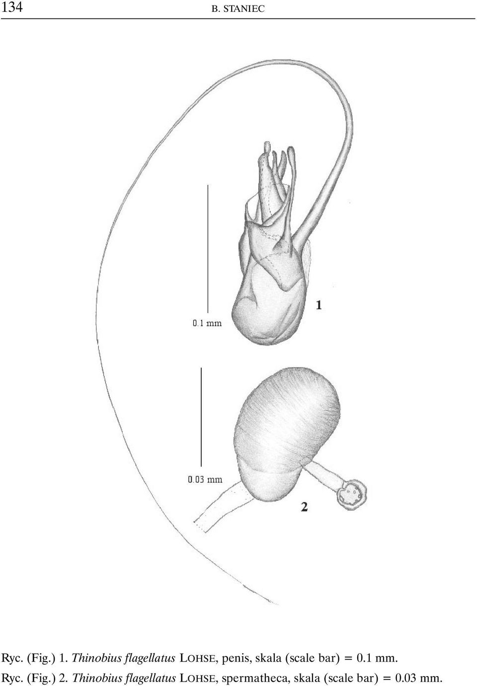 (scale bar) = 0.1 mm. Ryc. (Fig.) 2.