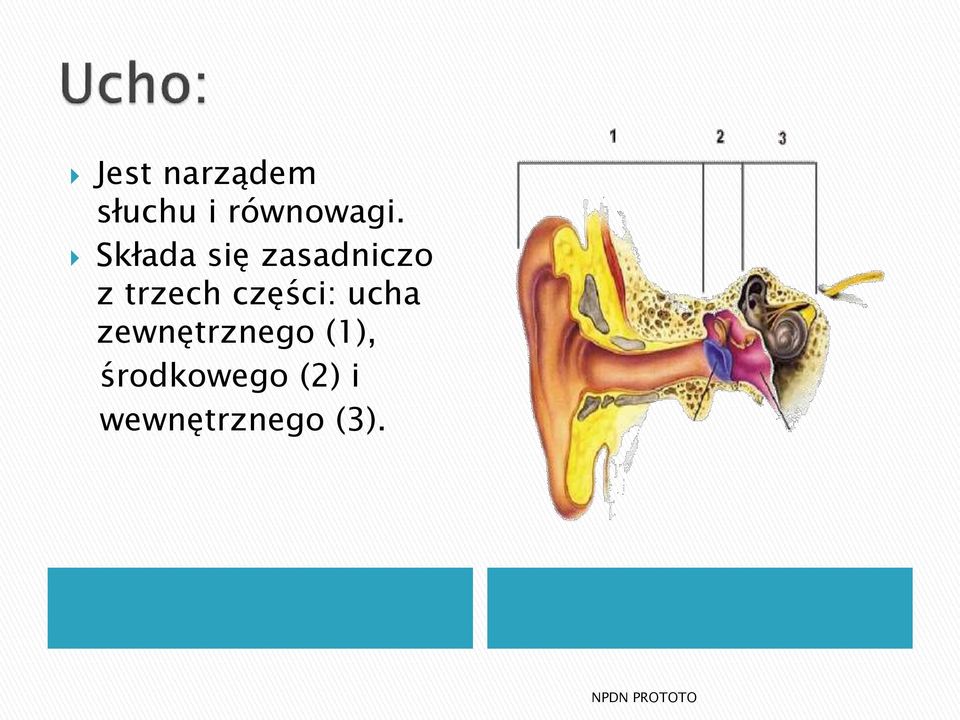 części: ucha zewnętrznego (1),