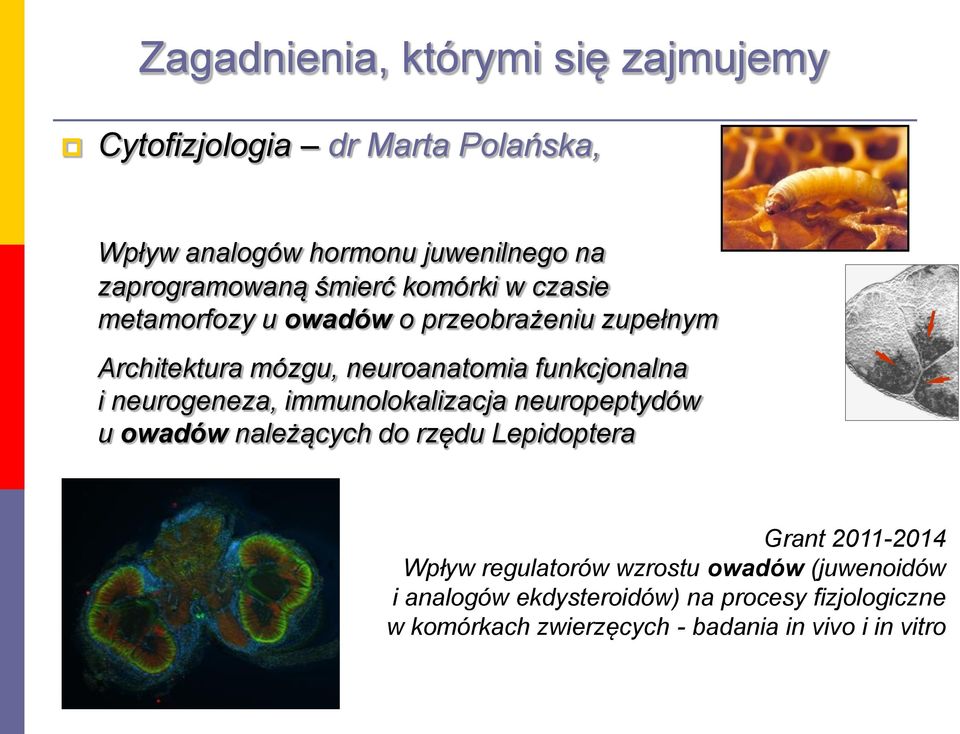 immunolokalizacja neuropeptydów u owadów należących do rzędu Lepidoptera Grant 2011-2014 Wpływ regulatorów