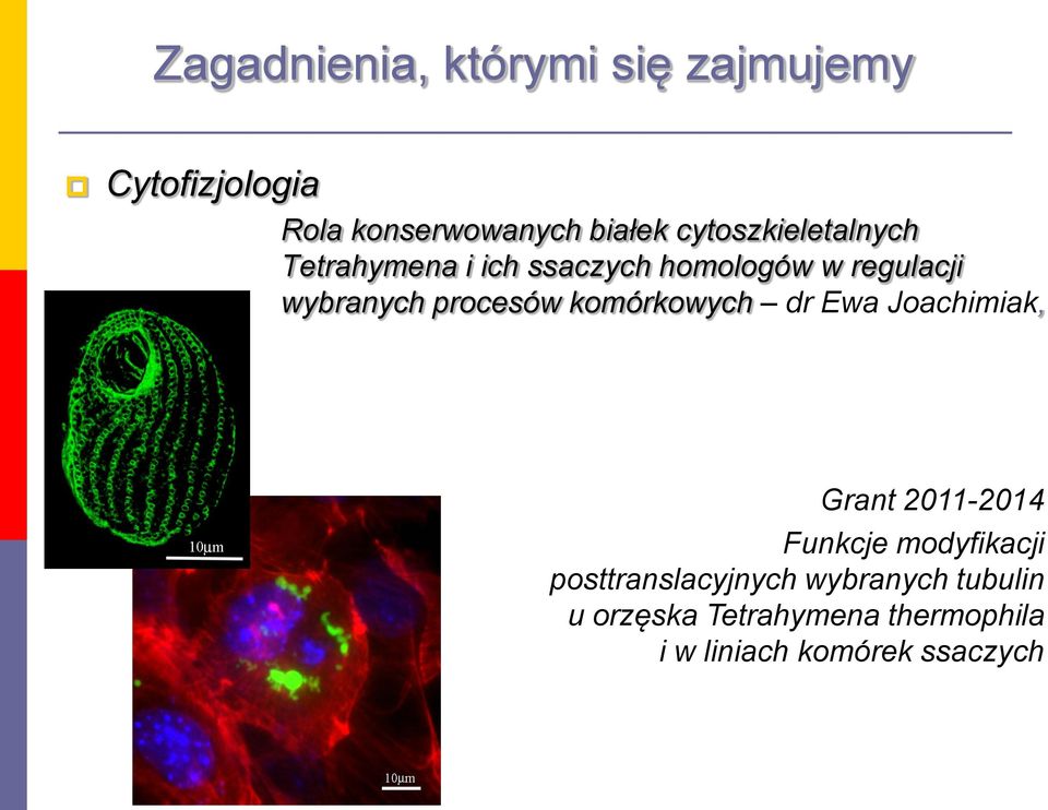 Ewa Joachimiak, Grant 2011-2014 Funkcje modyfikacji posttranslacyjnych