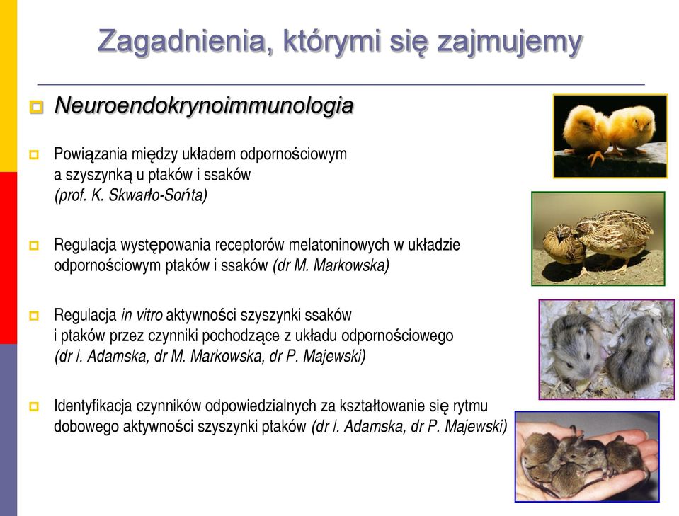 Markowska) Regulacja in vitro aktywności szyszynki ssaków i ptaków przez czynniki pochodzące z układu odpornościowego (dr I.