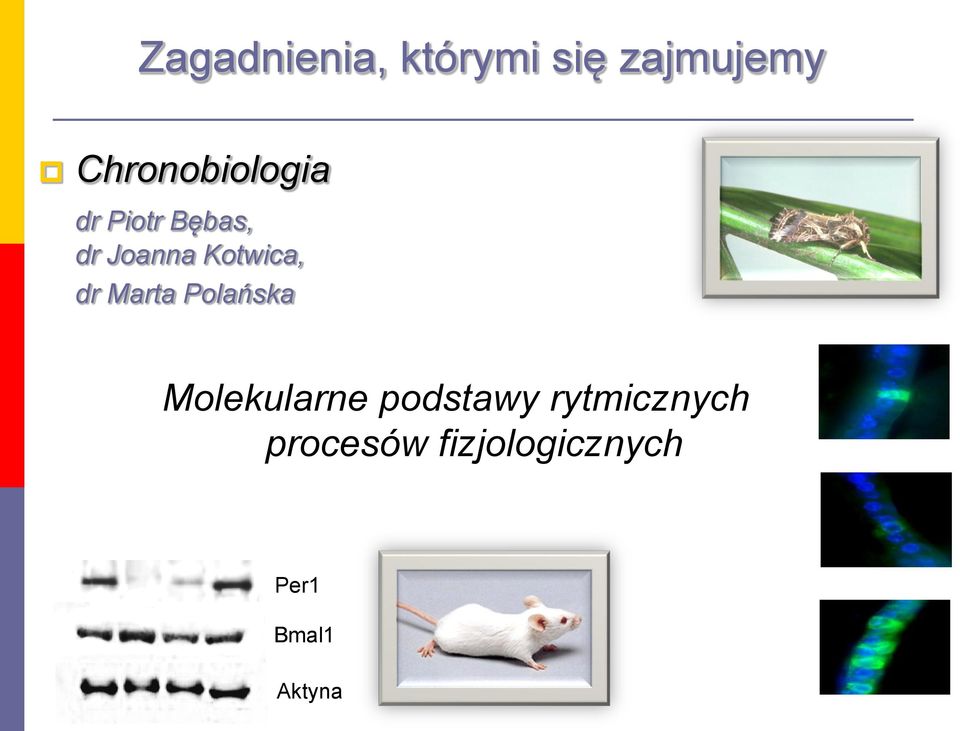 Molekularne podstawy rytmicznych