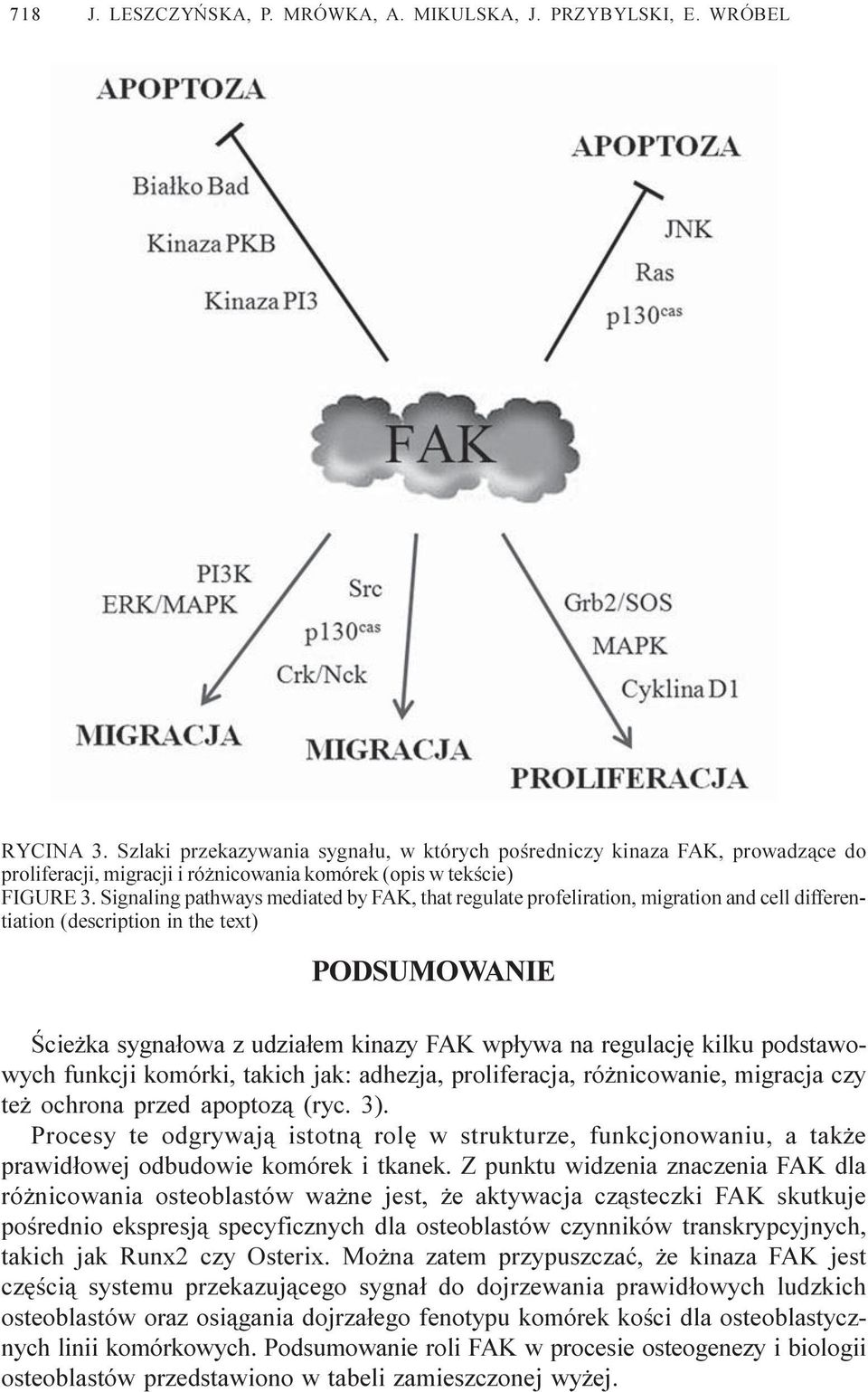Signaling pathways mediated by FAK, that regulate profeliration, migration and cell differentiation (description in the text) PODSUMOWANIE Œcie ka sygna³owa z udzia³em kinazy FAK wp³ywa na regulacjê