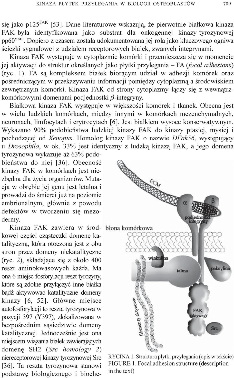 Dopiero z czasem zosta³a udokumentowana jej rola jako kluczowego ogniwa œcie ki sygna³owej z udzia³em receptorowych bia³ek, zwanych integrynami.