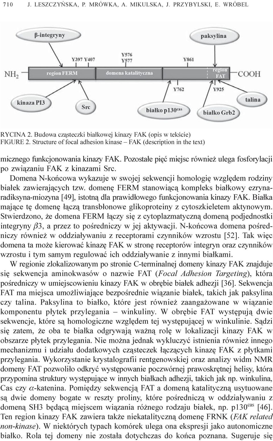 Domena N-koñcowa wykazuje w swojej sekwencji homologiê wzglêdem rodziny bia³ek zawieraj¹cych tzw.
