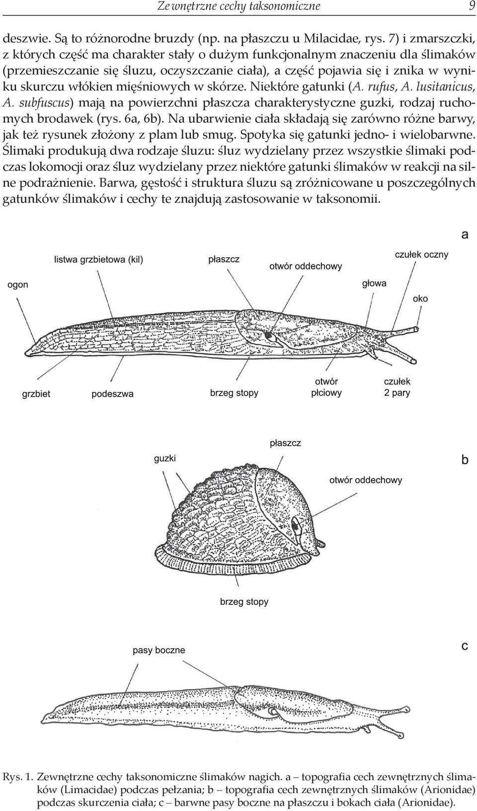 mięśniowych w skórze. Niektóre gatunki (A. rufus, A. lusitanicus, A. subfuscus) mają na powierzchni płaszcza charakterystyczne guzki, rodzaj ruchomych brodawek (rys. 6a, 6b).