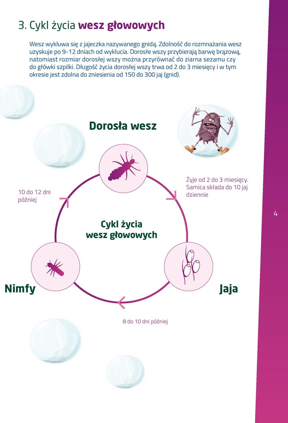 Dorosłe wszy przybierają barwę brązową, natomiast rozmiar dorosłej wszy można przyrównać do ziarna sezamu czy do główki szpilki.