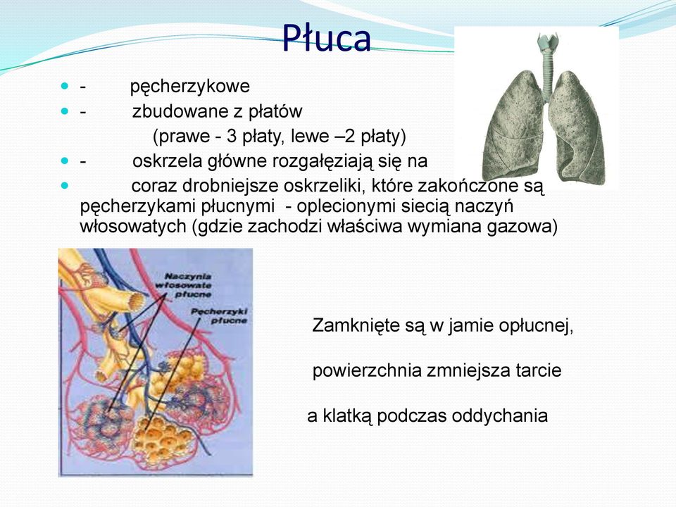 oplecionymi siecią naczyń włosowatych (gdzie zachodzi właściwa wymiana gazowa) Zamknięte są w