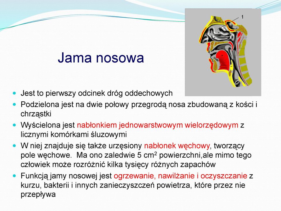 węchowy, tworzący pole węchowe.