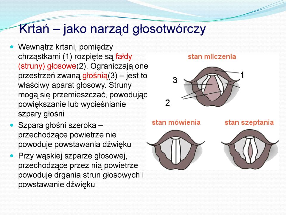 Struny mogą się przemieszczać, powodując powiększanie lub wycieśnianie szpary głośni Szpara głośni szeroka