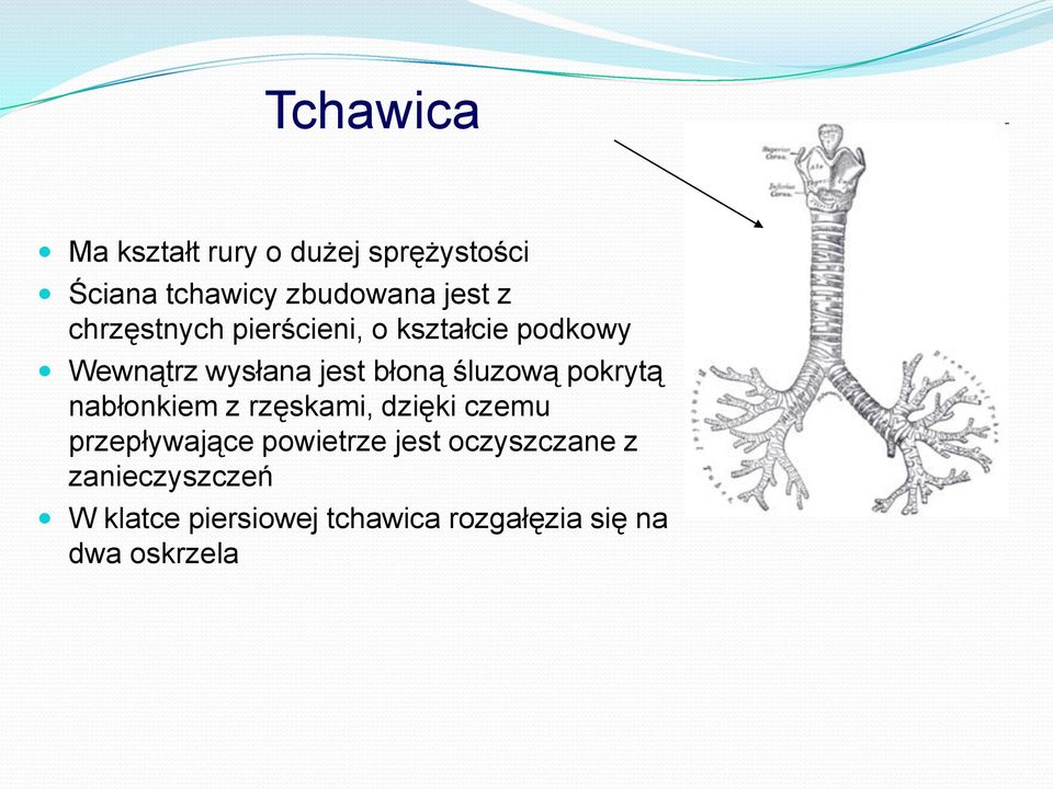 pokrytą nabłonkiem z rzęskami, dzięki czemu przepływające powietrze jest