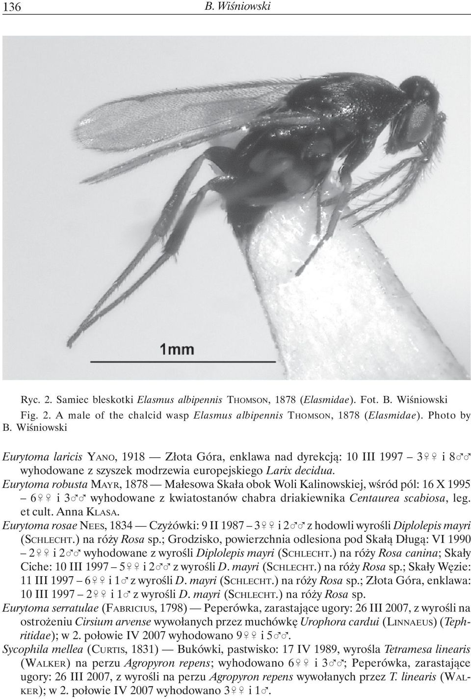 Eurytoma robusta MAYR, 1878 Małesowa Skała obok Woli Kalinowskiej, wśród pól: 16 X 1995 6&& i 3%% wyhodowane z kwiatostanów chabra driakiewnika Centaurea scabiosa, leg. et cult. Anna KLASA.