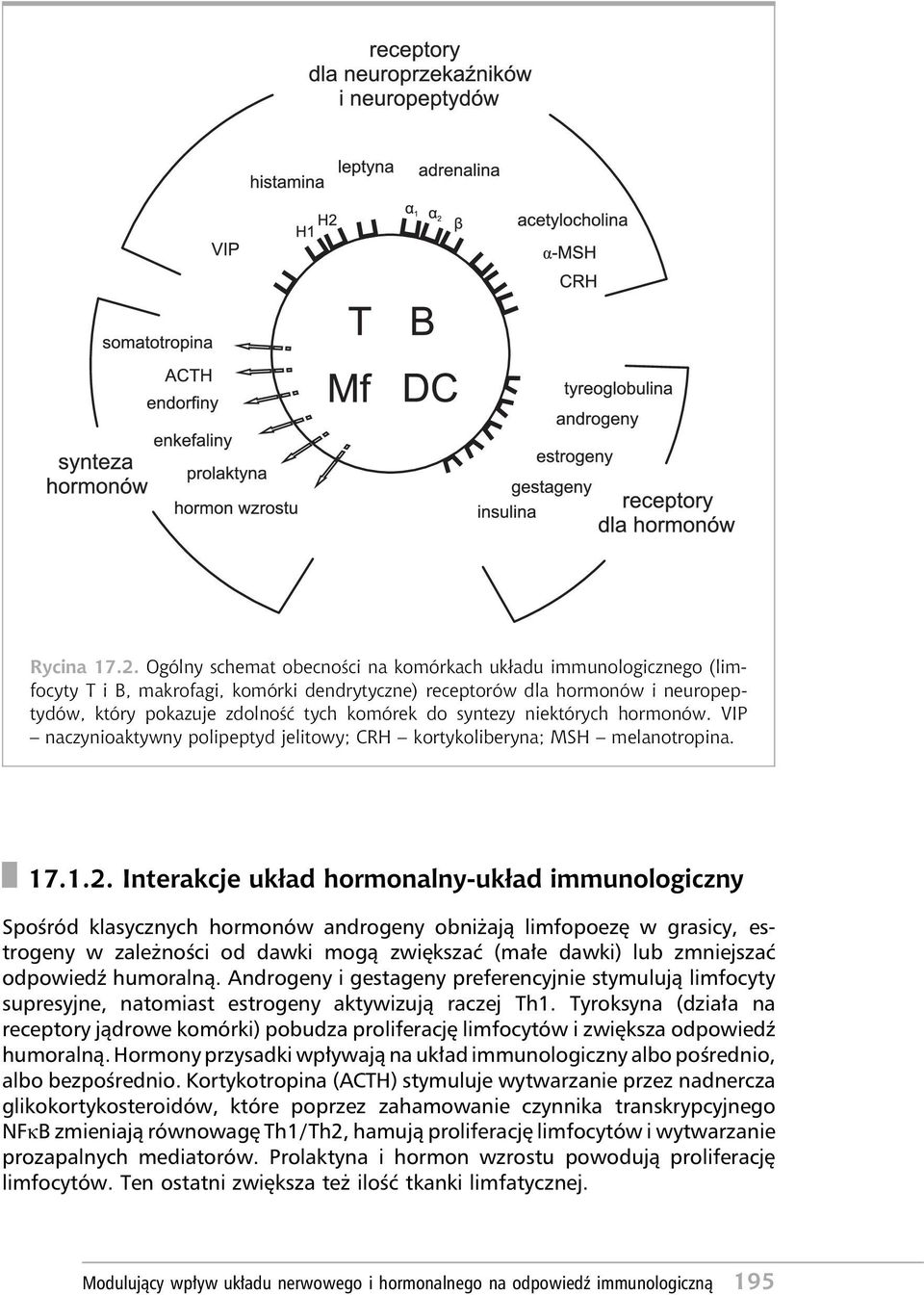 syntezy niektórych hormonów. VIP naczynioaktywny polipeptyd jelitowy; CRH kortykoliberyna; MSH melanotropina. 17.1.2.