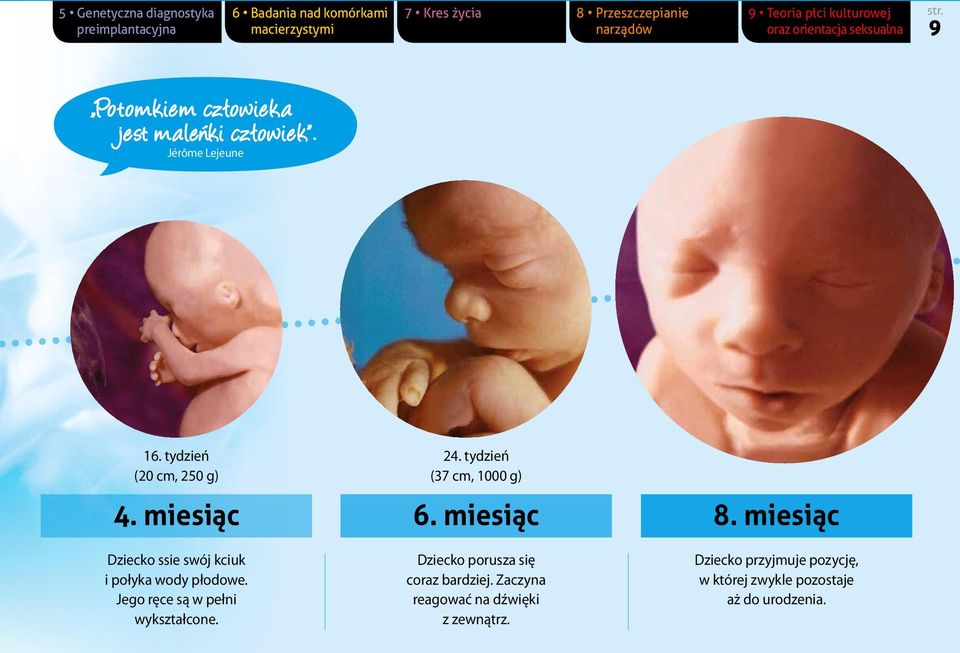 tydzień (37 cm, 1000 g) 4. miesiąc 6. miesiąc 8. miesiąc Dziecko ssie swój kciuk i połyka wody płodowe.