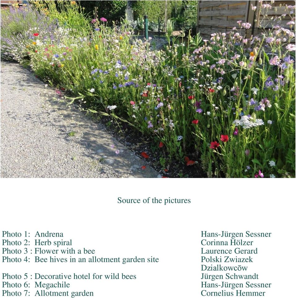 bees Photo 6: Megachile Photo 7: Allotment garden Hans-Jürgen Sessner Corinna Hölzer