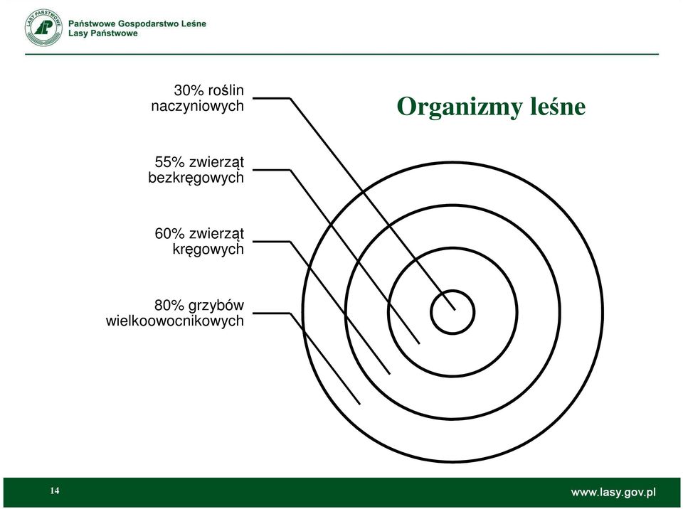 bezkręgowych 60% zwierząt