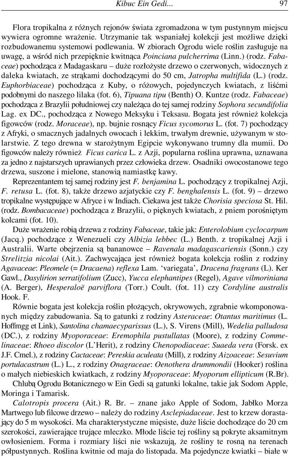 W zbiorach Ogrodu wiele roślin zasługuje na uwagę, awśród nich przepięknie kwitnąca Poinciana pulcherrima (Linn.) (rodz.