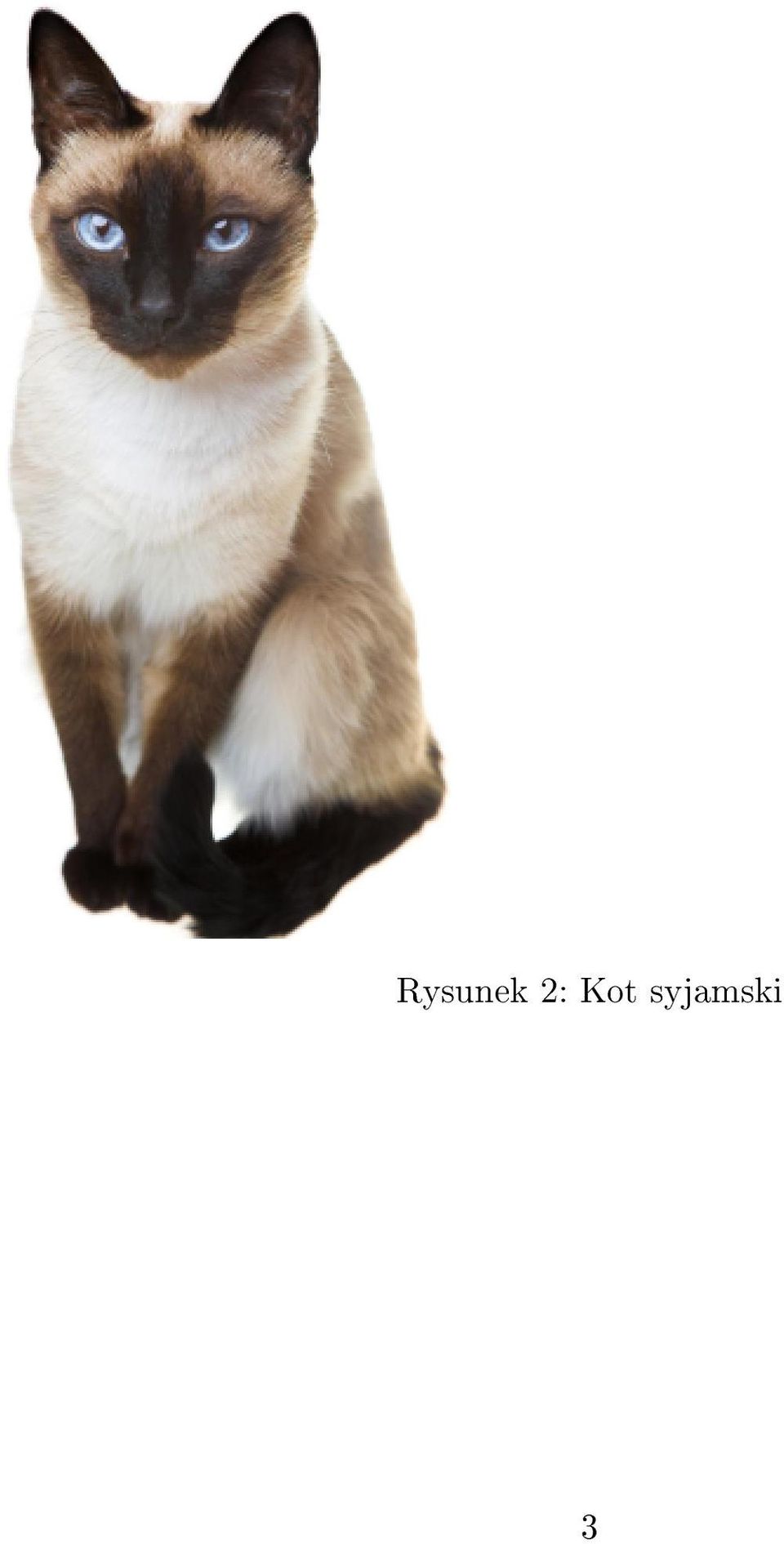 syjamski