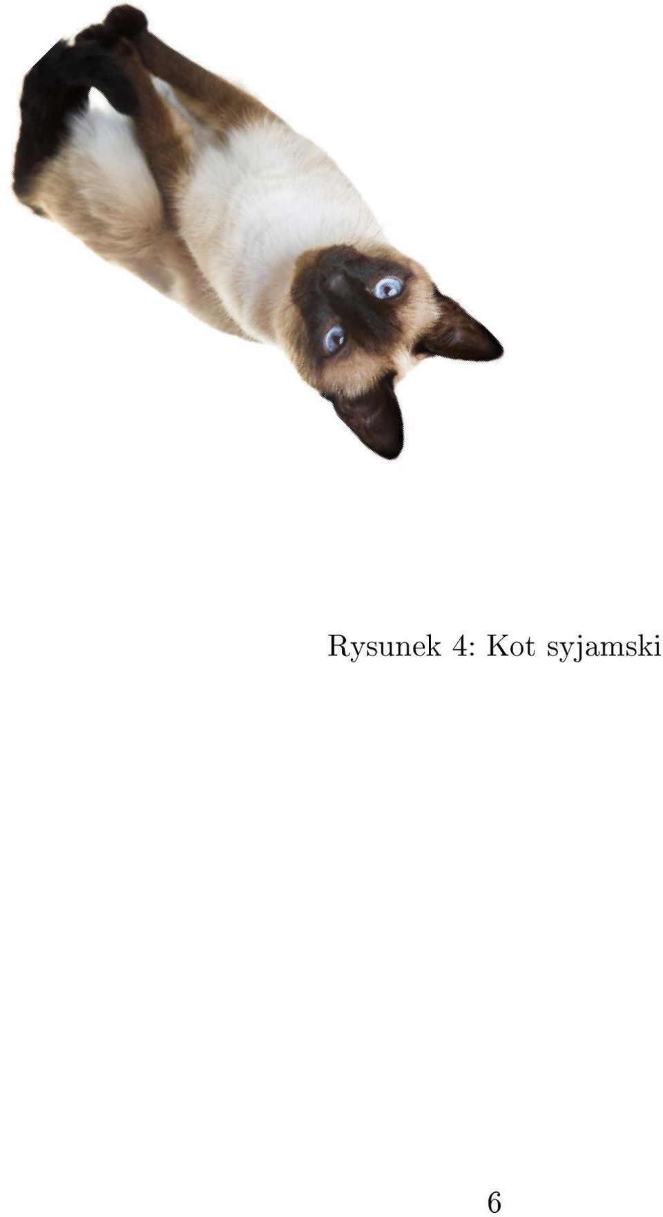 syjamski