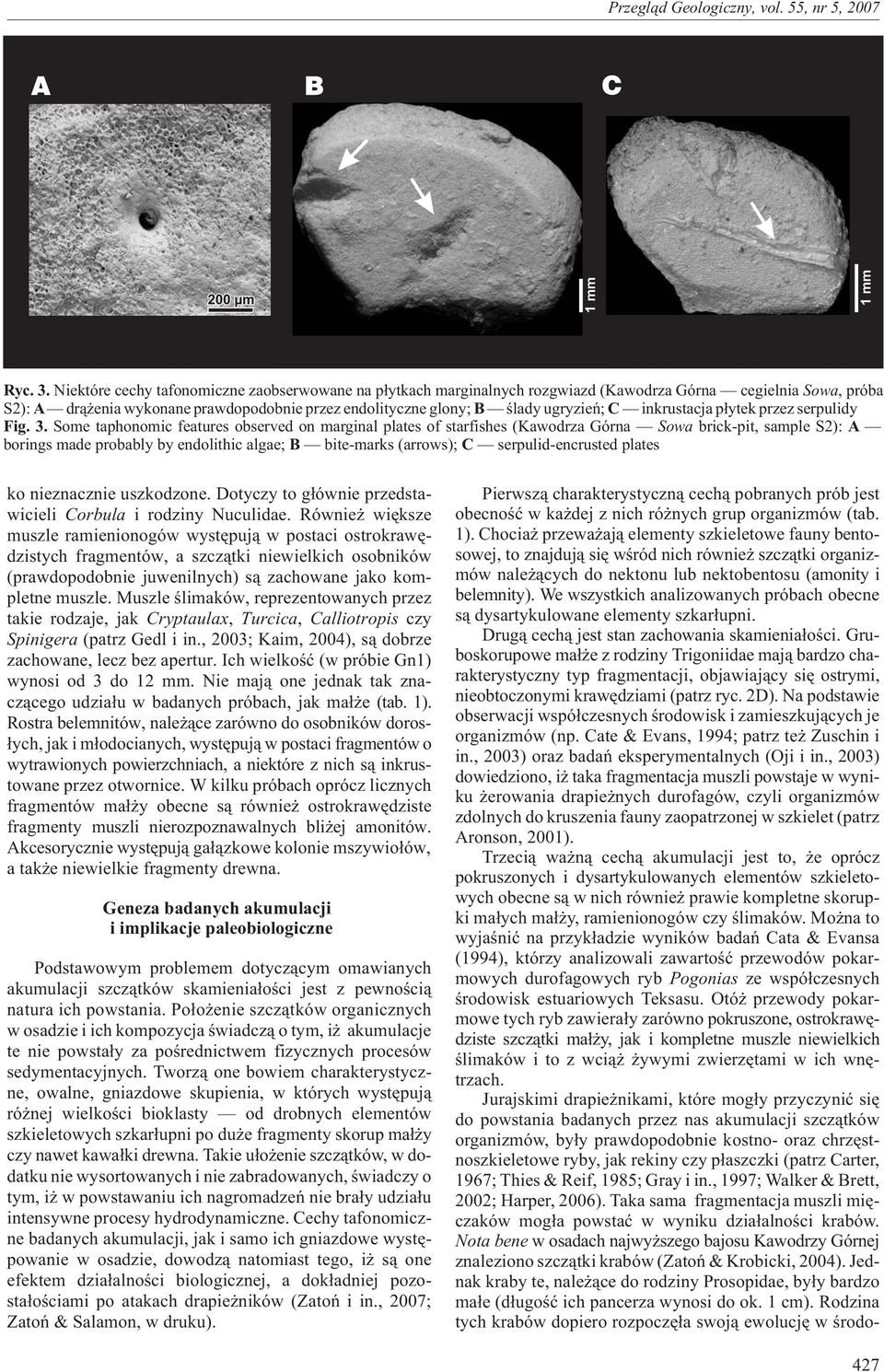 C inkrustacja p³ytek przez serpulidy Fig. 3.