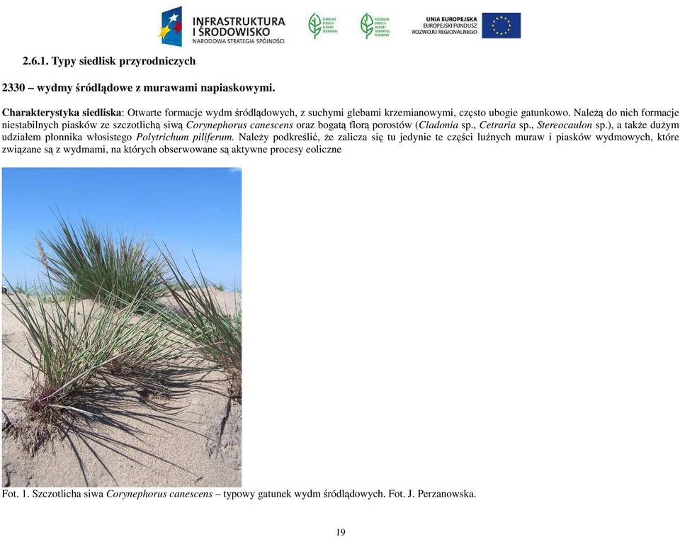 Należą do nich formacje niestabilnych piasków ze szczotlichą siwą Corynephorus canescens oraz bogatą florą porostów (Cladonia sp., Cetraria sp., Stereocaulon sp.