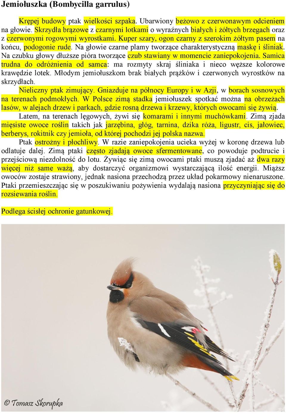 Na głowie czarne plamy tworzące charakterystyczną maskę i śliniak. Na czubku głowy dłuższe pióra tworzące czub stawiany w momencie zaniepokojenia.