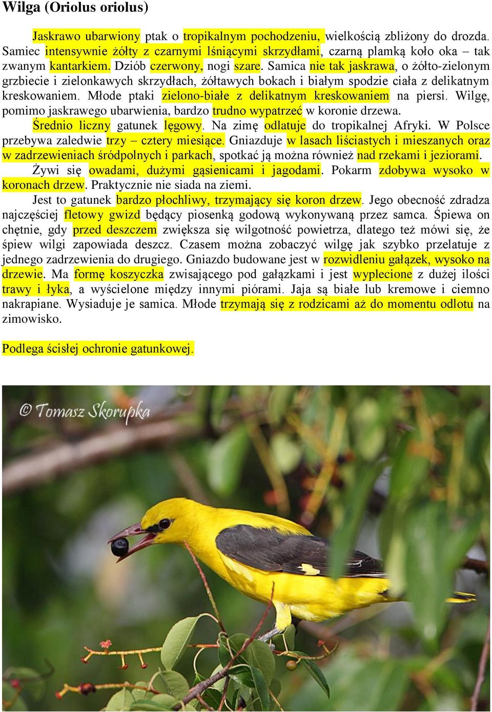 Samica nie tak jaskrawa, o żółto-zielonym grzbiecie i zielonkawych skrzydłach, żółtawych bokach i białym spodzie ciała z delikatnym kreskowaniem.