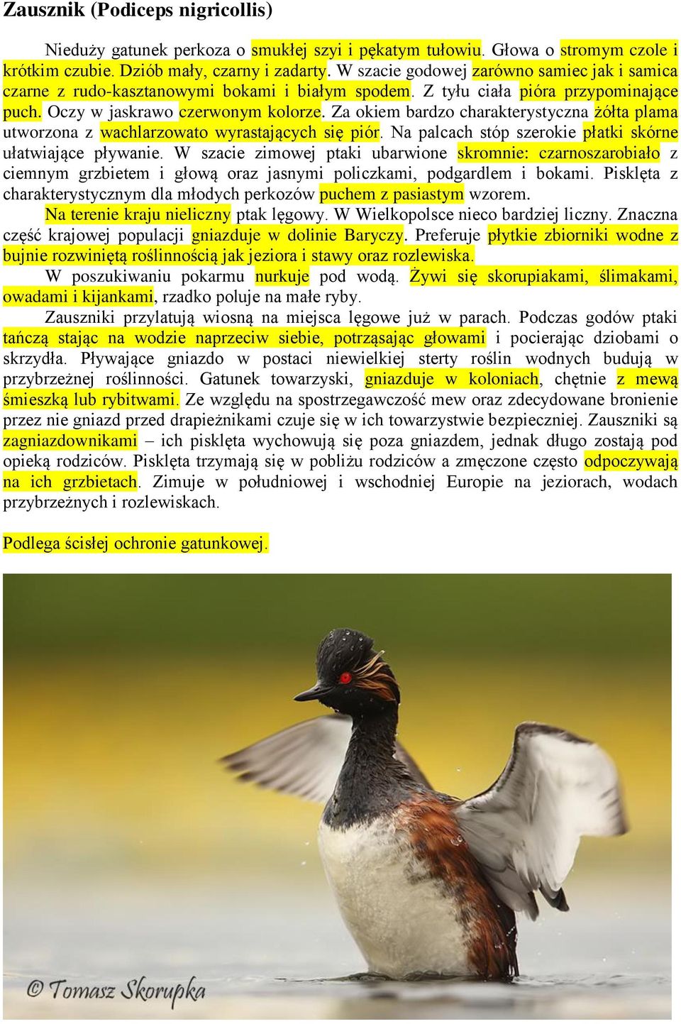 Za okiem bardzo charakterystyczna żółta plama utworzona z wachlarzowato wyrastających się piór. Na palcach stóp szerokie płatki skórne ułatwiające pływanie.