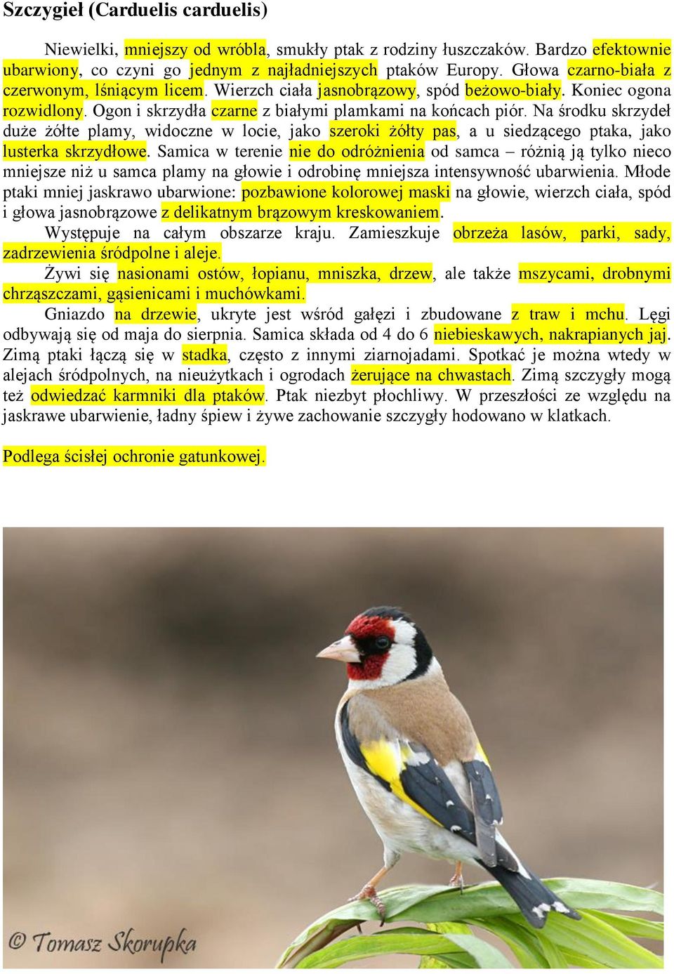 Na środku skrzydeł duże żółte plamy, widoczne w locie, jako szeroki żółty pas, a u siedzącego ptaka, jako lusterka skrzydłowe.