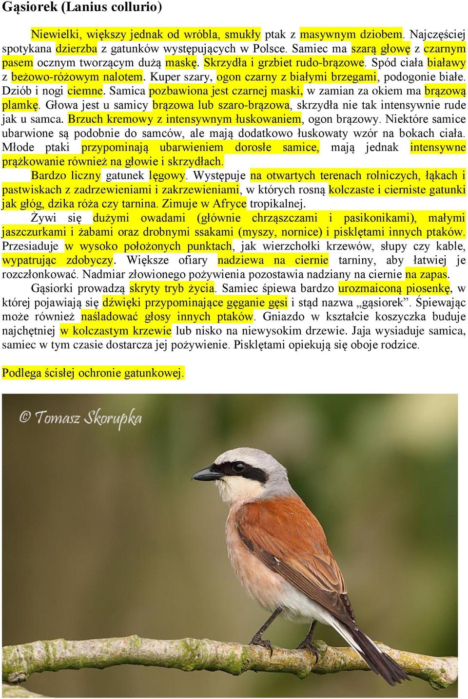 Kuper szary, ogon czarny z białymi brzegami, podogonie białe. Dziób i nogi ciemne. Samica pozbawiona jest czarnej maski, w zamian za okiem ma brązową plamkę.