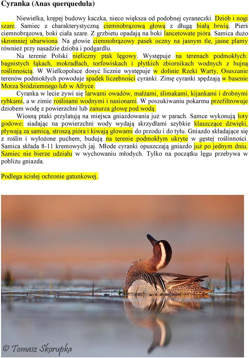 Na głowie ciemnobrązowy pasek oczny na jasnym tle, jasne plamy również przy nasadzie dzioba i podgardlu. Na terenie Polski nieliczny ptak lęgowy.