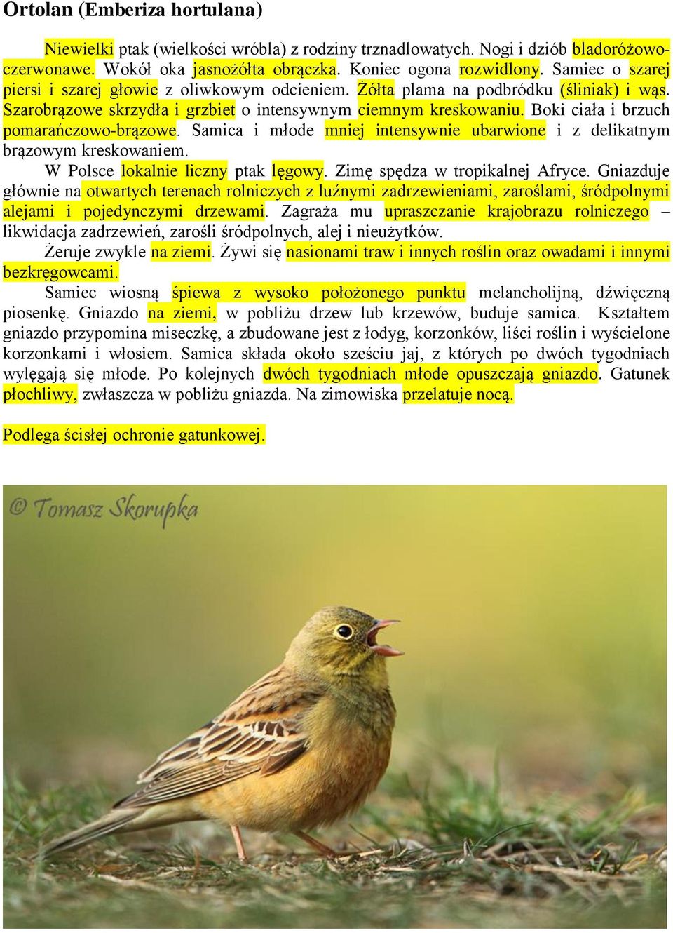 Boki ciała i brzuch pomarańczowo-brązowe. Samica i młode mniej intensywnie ubarwione i z delikatnym brązowym kreskowaniem. W Polsce lokalnie liczny ptak lęgowy. Zimę spędza w tropikalnej Afryce.