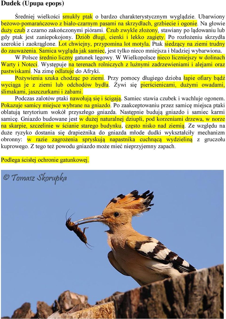 Po rozłożeniu skrzydła szerokie i zaokrąglone. Lot chwiejny, przypomina lot motyla. Ptak siedzący na ziemi trudny do zauważenia.