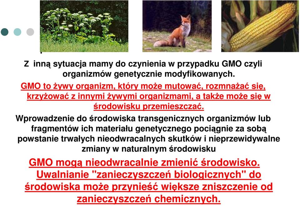 Wprowadzenie do środowiska transgenicznych organizmów lub fragmentów ich materiału genetycznego pociągnie za sobą powstanie trwałych nieodwracalnych