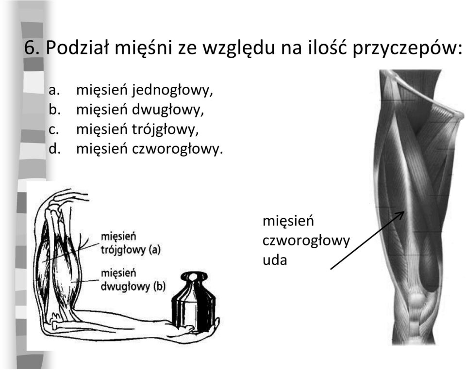 mięsień dwugłowy, c.