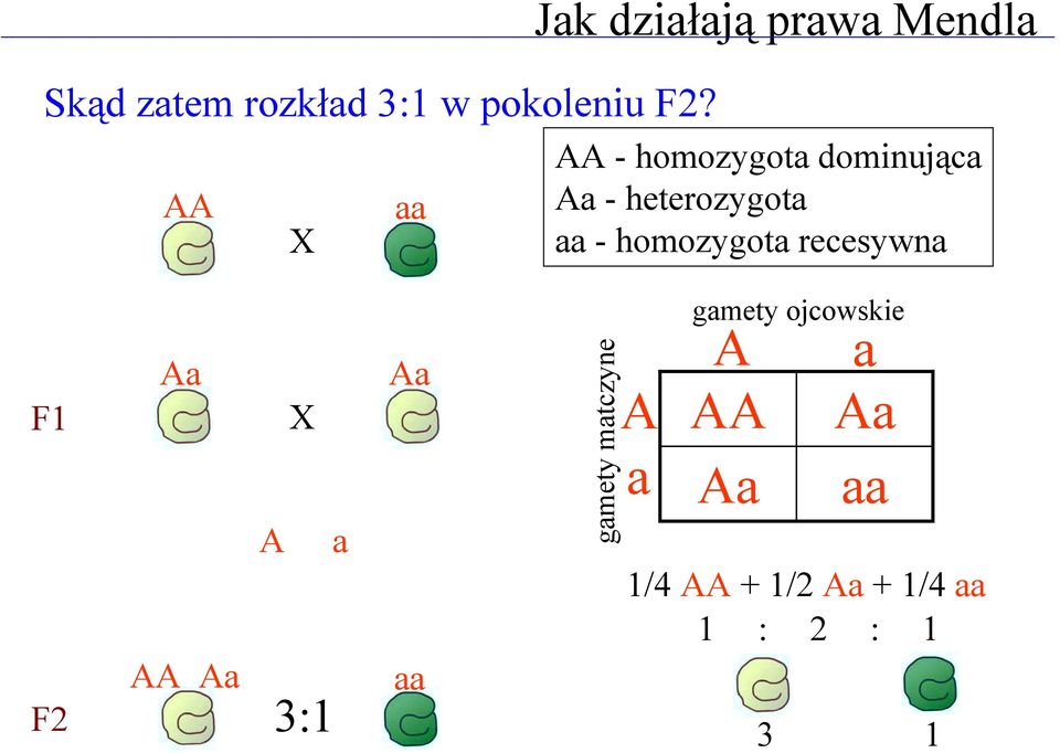 homozygota recesywna F1 F2 Aa AA Aa X A a 3:1 Aa aa gamety