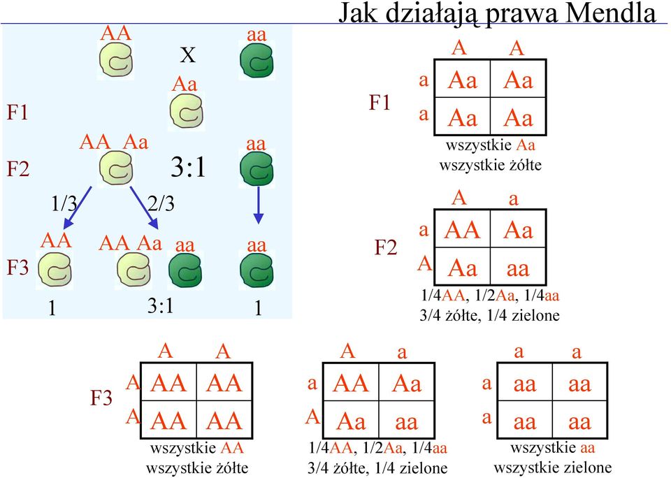 1/4AA, 1/2Aa, 1/4aa 3/4 żółte, 1/4 zielone A Aa Aa A Aa Aa wszystkie Aa wszystkie żółte A AA