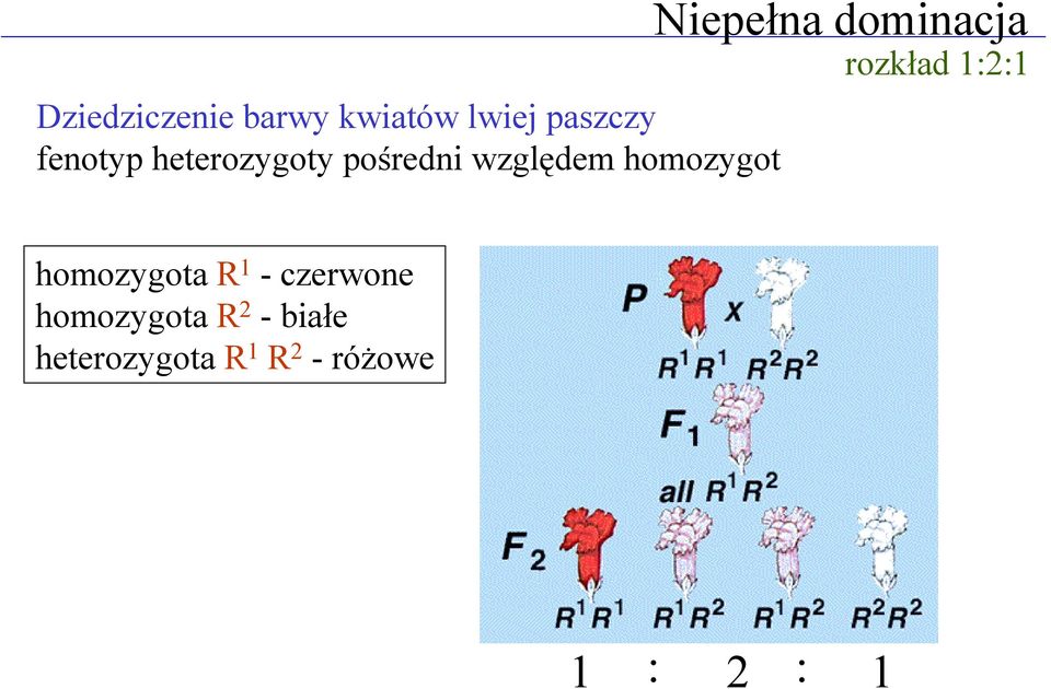 dominacja rozkład 1:2:1 homozygota R 1 - czerwone