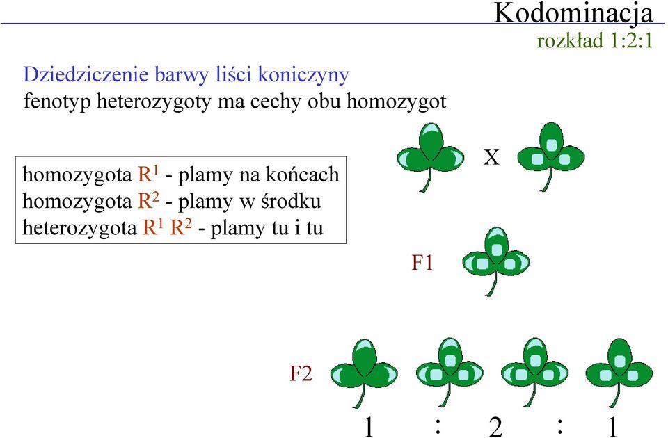 homozygota R 1 - plamy na końcach homozygota R 2 - plamy