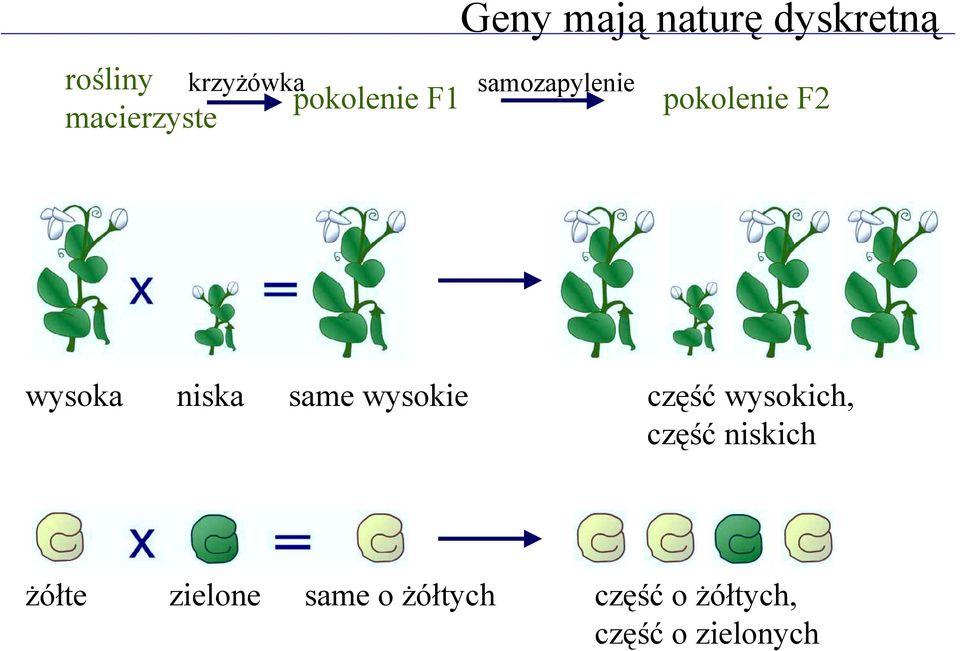 niska same wysokie część wysokich, część niskich