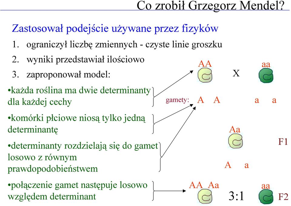 zaproponował model: X każda roślina ma dwie determinanty dla każdej cechy komórki płciowe niosą tylko jedną